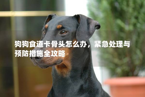狗狗食道卡骨头怎么办，紧急处理与预防措施全攻略