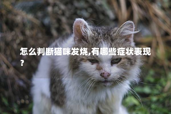 怎么判断猫咪发烧,有哪些症状表现？