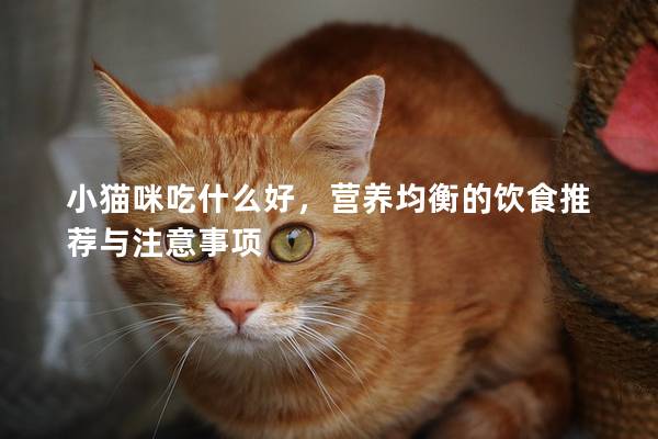 小猫咪吃什么好，营养均衡的饮食推荐与注意事项