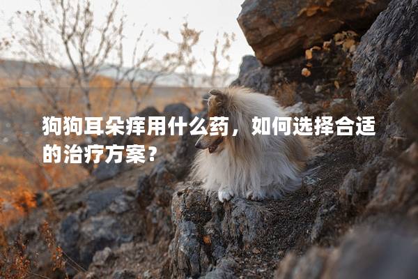 狗狗耳朵痒用什么药，如何选择合适的治疗方案？