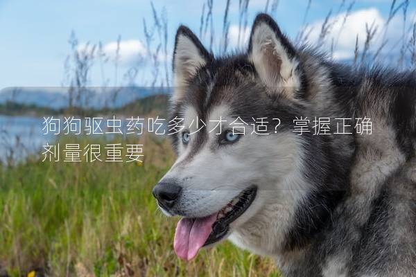 狗狗驱虫药吃多少才合适？掌握正确剂量很重要
