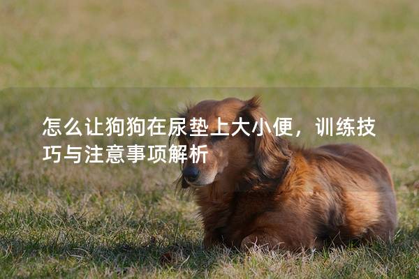 怎么让狗狗在尿垫上大小便，训练技巧与注意事项解析