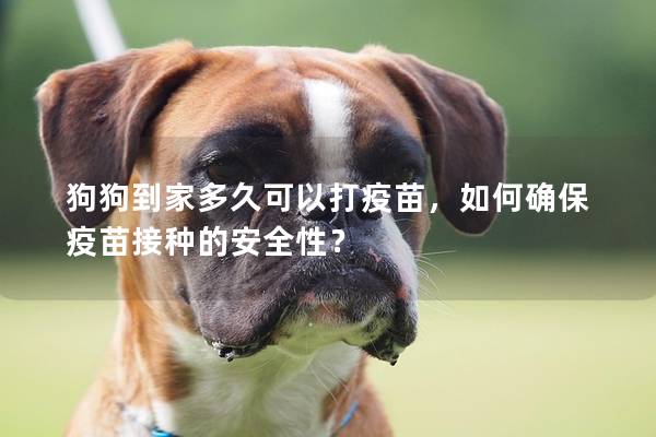 狗狗到家多久可以打疫苗，如何确保疫苗接种的安全性？