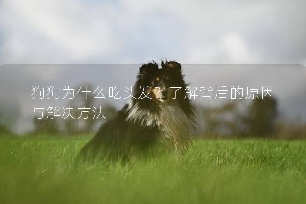 狗狗为什么吃头发？了解背后的原因与解决方法