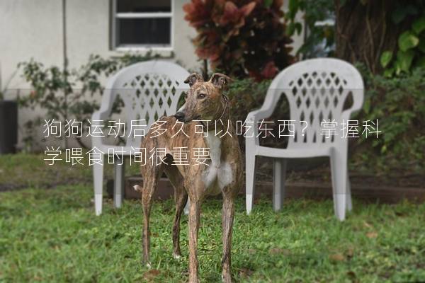 狗狗运动后多久可以吃东西？掌握科学喂食时间很重要