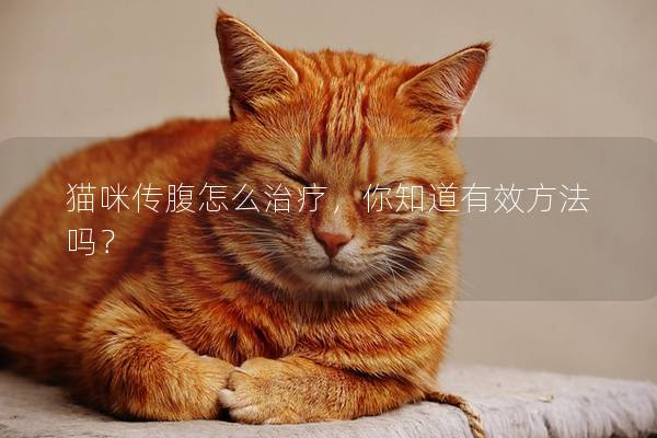 猫咪传腹怎么治疗，你知道有效方法吗？