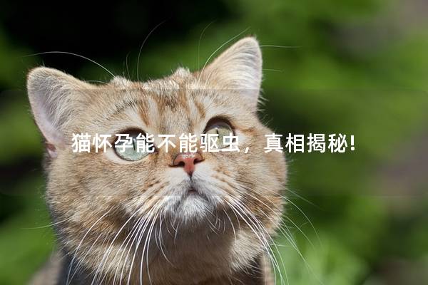 猫怀孕能不能驱虫，真相揭秘!
