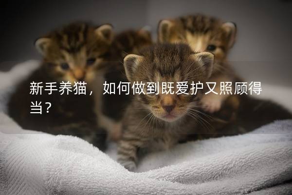 新手养猫，如何做到既爱护又照顾得当？