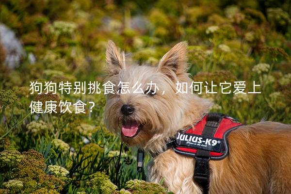 狗狗特别挑食怎么办，如何让它爱上健康饮食？