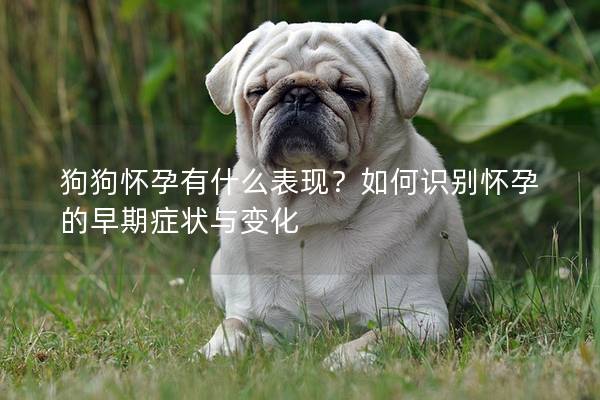 狗狗怀孕有什么表现？如何识别怀孕的早期症状与变化