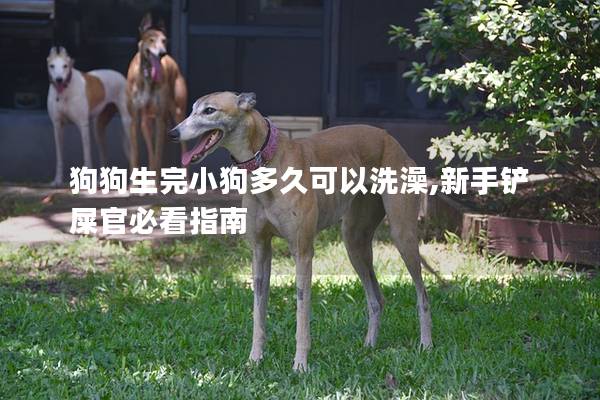 狗狗生完小狗多久可以洗澡,新手铲屎官必看指南