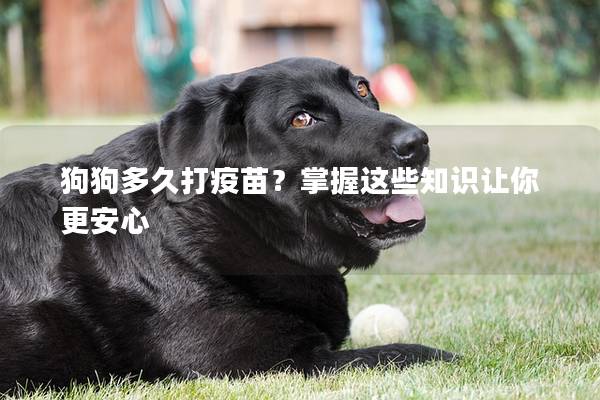 狗狗多久打疫苗？掌握这些知识让你更安心