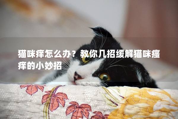 猫咪痒怎么办？教你几招缓解猫咪瘙痒的小妙招