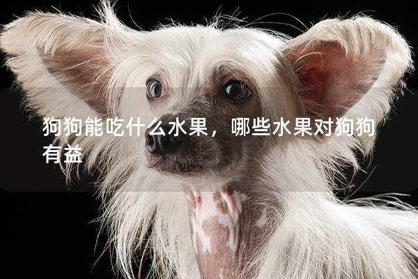 狗狗能吃什么水果,哪些水果对狗狗有益 狗狗能吃什么水果,哪些水果对狗狗有益