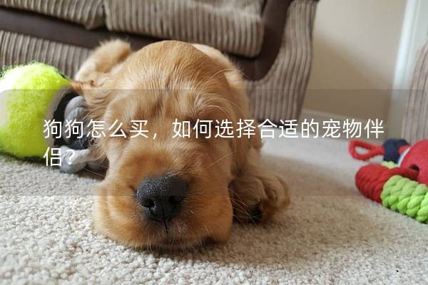 狗狗怎么买，如何选择合适的宠物伴侣？
