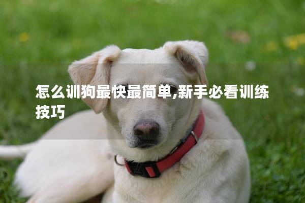 怎么训狗最快最简单,新手必看训练技巧