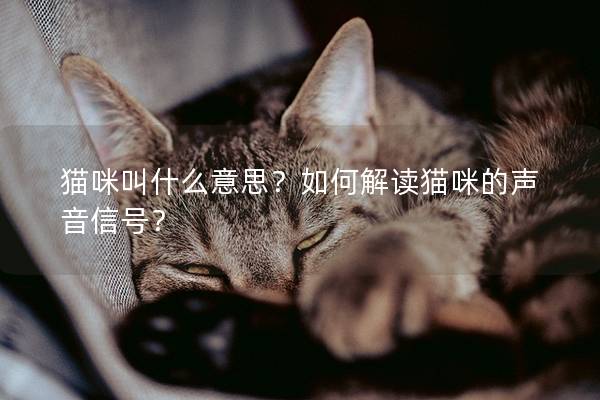 猫咪叫什么意思？如何解读猫咪的声音信号？