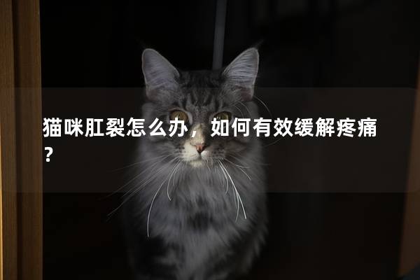 猫咪肛裂怎么办，如何有效缓解疼痛？