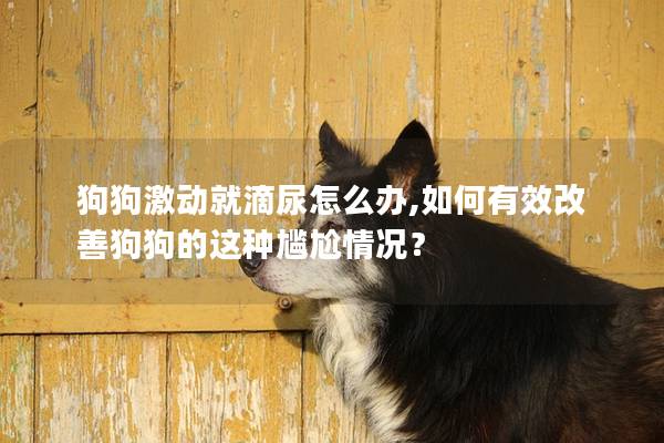 狗狗激动就滴尿怎么办,如何有效改善狗狗的这种尴尬情况？