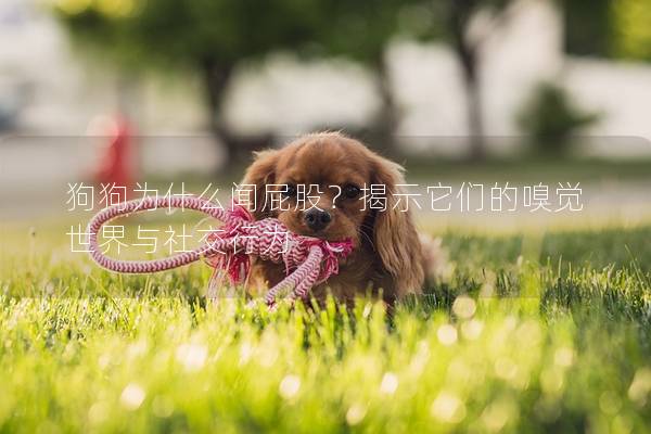 狗狗为什么闻屁股？揭示它们的嗅觉世界与社交行为