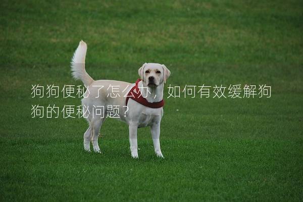 狗狗便秘了怎么办，如何有效缓解狗狗的便秘问题？