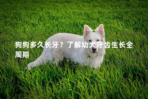 狗狗多久长牙？了解幼犬牙齿生长全周期