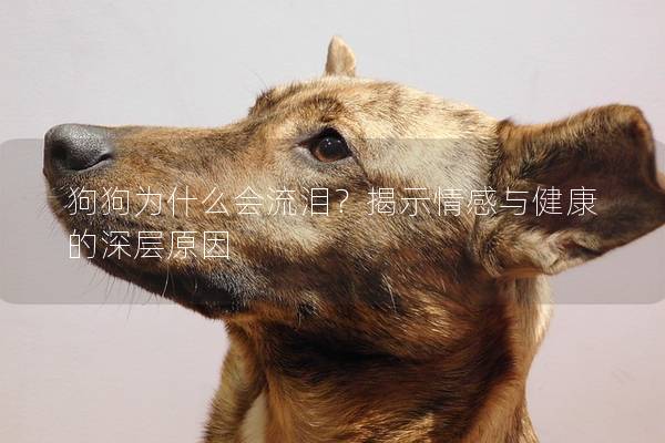 狗狗为什么会流泪？揭示情感与健康的深层原因