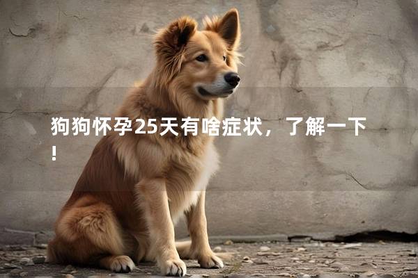 狗狗怀孕25天有啥症状，了解一下!