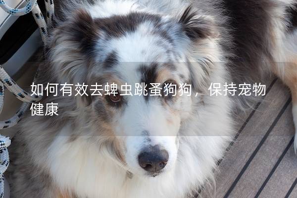 如何有效去蜱虫跳蚤狗狗，保持宠物健康