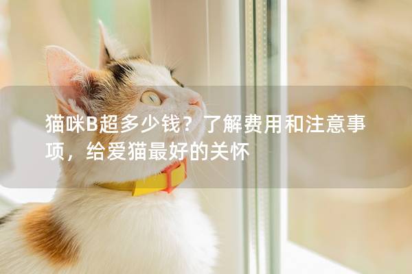 猫咪B超多少钱？了解费用和注意事项，给爱猫最好的关怀