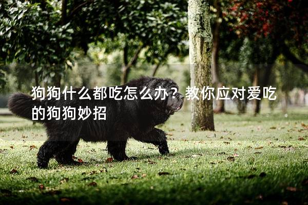 狗狗什么都吃怎么办？教你应对爱吃的狗狗妙招