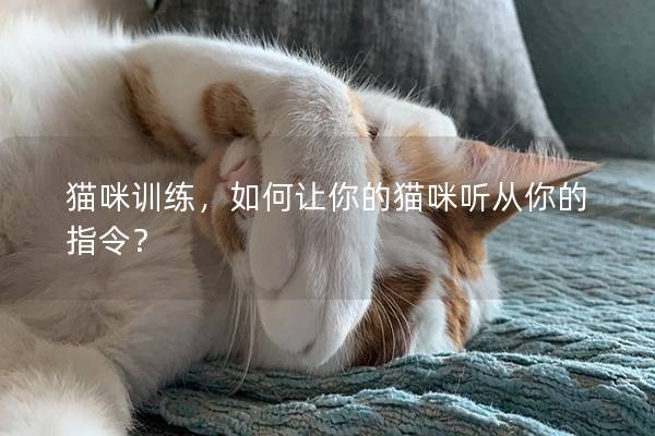 猫咪训练，如何让你的猫咪听从你的指令？
