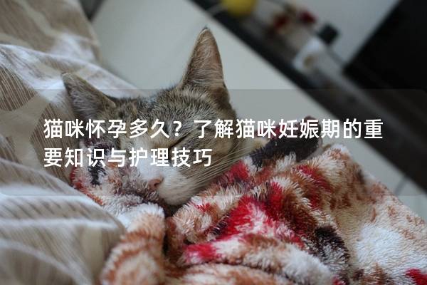 猫咪怀孕多久？了解猫咪妊娠期的重要知识与护理技巧