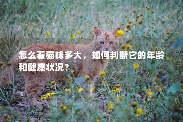怎么看猫咪多大，如何判断它的年龄和健康状况？