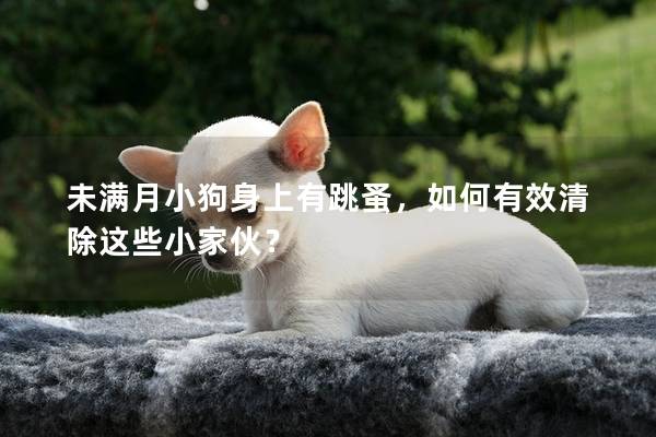 未满月小狗身上有跳蚤，如何有效清除这些小家伙？