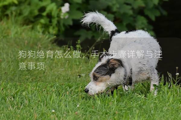 狗狗绝育怎么做，手术步骤详解与注意事项