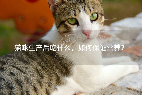 猫咪生产后吃什么，如何保证营养？