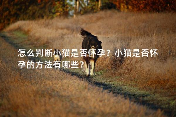 怎么判断小猫是否怀孕？小猫是否怀孕的方法有哪些？