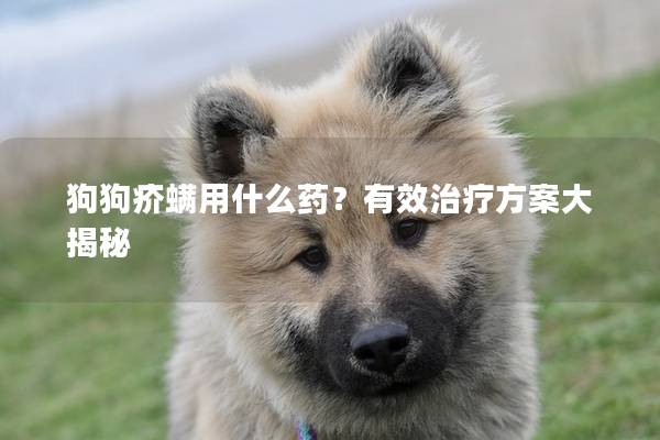 狗狗疥螨用什么药？有效治疗方案大揭秘
