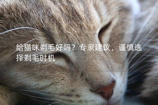 给猫咪剃毛好吗？专家建议，谨慎选择剃毛时机