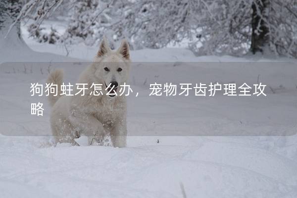 狗狗蛀牙怎么办，宠物牙齿护理全攻略