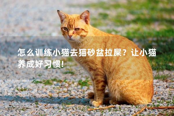 怎么训练小猫去猫砂盆拉屎？让小猫养成好习惯!