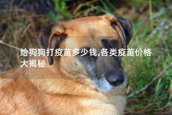 给狗狗打疫苗多少钱,各类疫苗价格大揭秘
