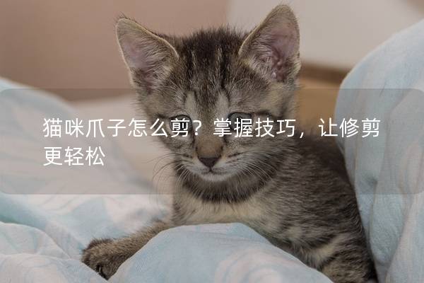 猫咪爪子怎么剪？掌握技巧，让修剪更轻松