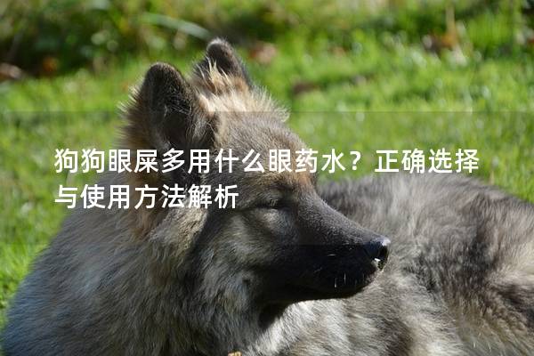 狗狗眼屎多用什么眼药水？正确选择与使用方法解析