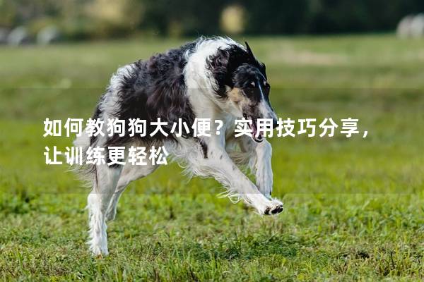 如何教狗狗大小便？实用技巧分享，让训练更轻松
