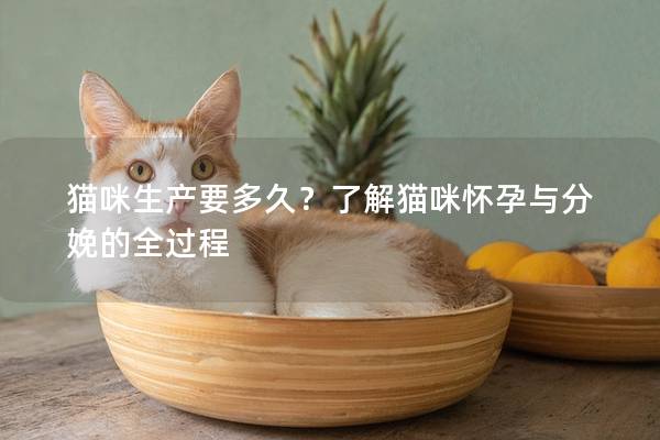 猫咪生产要多久？了解猫咪怀孕与分娩的全过程
