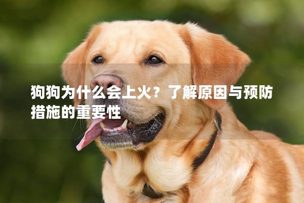 狗狗为什么会上火？了解原因与预防措施的重要性