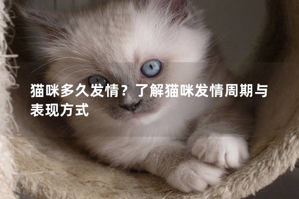 猫咪多久发情？了解猫咪发情周期与表现方式
