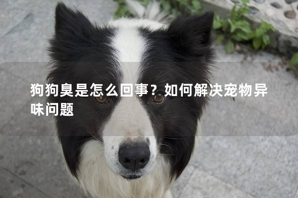 狗狗臭是怎么回事？如何解决宠物异味问题